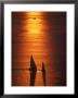 Silhouette Of Sailboats, Puget Sound, Seattle, Wa by Jim Corwin Limited Edition Print