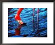 Flamingo by Pat Canova Limited Edition Print