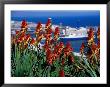 Flowers With Port In Background, Barcelona, Spain by Terri Froelich Limited Edition Print
