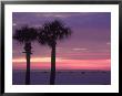 Palm Trees At Dusk, St. Petersburg Beach by Jeff Greenberg Limited Edition Print