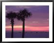 Palm Trees At Dusk, St. Petersburg Beach by Jeff Greenberg Limited Edition Pricing Art Print