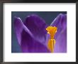 Crocus Vernus Remembrance (Spring Flowering Crocus) by Hemant Jariwala Limited Edition Print