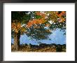 Tree Next To Stone Wall, Autumn, New England by Gary D. Ercole Limited Edition Print