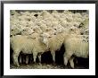 Herd Of Sheep by Karen Schulman Limited Edition Print