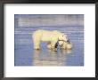Polar Bears, Mother And Cub, Manitoba, Canada by Daniel Cox Limited Edition Print