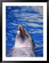 Dolphin, Seaworld, Fl by James Lemass Limited Edition Print