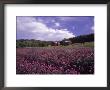 Purple Wildflowers In Field, Lancaster County, Pa by Michele Burgess Limited Edition Print