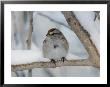 American Tree Sparrow, Bois Papineau Nature Park, Quebec, Canada by Robert Servranckx Limited Edition Print