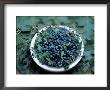 Bowl Of Blueberries by Atu Studios Limited Edition Pricing Art Print