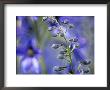 Delphinium Requienii, Close-Up Of A Blue Flower Spike In Bud by Hemant Jariwala Limited Edition Print