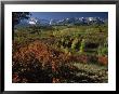 Sneffels Range In Fall, San Juan Mountains, Co by Gail Dohrmann Limited Edition Pricing Art Print