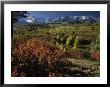 Sneffels Range In Fall, San Juan Mountains, Co by Gail Dohrmann Limited Edition Print