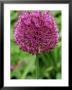 Allium Purple Sensation, Bulbous Perennial by Mark Bolton Limited Edition Pricing Art Print