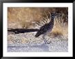 Roadrunner,Geococcyx Californianus, Joshua Tree National Park by Hal Gage Limited Edition Print
