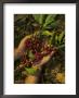 Hands Holding Coffee Beans, Costa Rica by Inga Spence Limited Edition Print