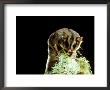 Sugar Glider, Lamington National Park, Queensland by Lloyd Nielsen Limited Edition Print