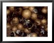 Bumble Bees, Queen On Cells In Nest, Uk by O'toole Peter Limited Edition Print