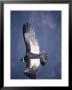 Andean Condor, Adult Female In Flight, Colca Canyon, Southern Peru by Mark Jones Limited Edition Print
