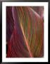 Canna Leaf, Close-Up by Mark Bolton Limited Edition Print