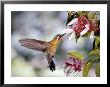 Purple-Throated Mountaingem Hummingbird, Monteverde Cloud Forest Preserve, Costa Rica by Michael Fogden Limited Edition Pricing Art Print