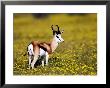 Springbok, Standing Amongst Yellow Flowers, Namibia by Ariadne Van Zandbergen Limited Edition Print