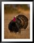 Rio Grande Turkey by Robert Franz Limited Edition Pricing Art Print