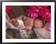 Piglets In Barrel With Flower by Lynn M. Stone Limited Edition Pricing Art Print