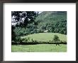 Countryside Withhorse, Wales by Phil Cantor Limited Edition Print