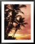 Silhouetted Palm Trees, Costa Rica by Robert Houser Limited Edition Print
