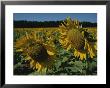 Close View Of Two Large Sunflowers In A Field Of Sunflowers by Stephen St. John Limited Edition Pricing Art Print