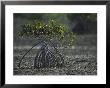 Young Mangrove Tree by Klaus Nigge Limited Edition Print