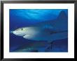 Caribbean Reef Shark, Bahamas by Michele Westmorland Limited Edition Print
