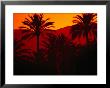 Palm Trees Silhouetted At Sunset, Palma De Mallorca, Spain by Damien Simonis Limited Edition Print