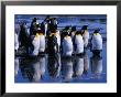 King Penguins ( Aptenodytes Patagonicus ) Reflecting On Salisbury Plains, Bay Of Isles, Antarctica by Grant Dixon Limited Edition Pricing Art Print