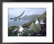 Grey Headed Albatross, Diomedea Chrysostoma, South Georgia Island by Ben Osborne Limited Edition Print