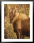 Close View Of A Moose In Denali National Park by Paul Nicklen Limited Edition Print