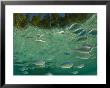 Chromis, Shoal In Tidal Pool, New Caledonia by Tobias Bernhard Limited Edition Print
