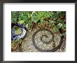 Pebble Patio With Swirl Design Small Mosaic Raised Pond, Plants In Pots, Brighton by Jacqui Hurst Limited Edition Pricing Art Print