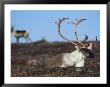 Barren Grounds Caribou Bull Rests In Autumnal Grasses by Paul Nicklen Limited Edition Print