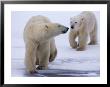 Polar Bear Cubs Follow Their Mothers Lead Across The Snow by Paul Nicklen Limited Edition Print