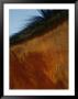 A Horses Neck And Mane by Mattias Klum Limited Edition Print