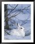 Snowshoe Hare, Arctic National Wildlife Refuge, Alaska, Usa by Hugh Rose Limited Edition Pricing Art Print
