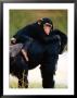 Baby Chimpanzee Lying On Mother's Back (Pan Satyrus), Miami, U.S.A. by Mark Newman Limited Edition Print