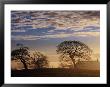 Trees And House Silhouetted In Winter Morning Light, Tyrone, Northern Ireland by Gareth Mccormack Limited Edition Print