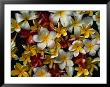 Frangipani Offerings At A Buddhist Temple In Tangalla, Tangalla, Southern, Sri Lanka by Dallas Stribley Limited Edition Print