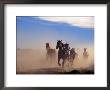 Wild Horses In The High Desert Near Sun River, Oregon, Usa by Janis Miglavs Limited Edition Print