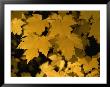 Maple Tree Leaves Have Turned A Bright Yellow In The Fall by Brian Gordon Green Limited Edition Pricing Art Print