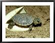 Red-Eared Slider Turtle, Hatching, Usa by G. W. Willis Limited Edition Print