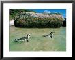 Penguins, South Africa by Jacob Halaska Limited Edition Pricing Art Print