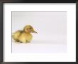 Domestic Duck, Duckling by Les Stocker Limited Edition Print